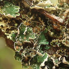 Corticolous, Mt Te Aroha.<br>Photographer: Marley Ford, Date taken: 30/05/2020, Licence: <a target='_blank' href='https://creativecommons.org/licenses/by-nc/4.0'>CC BY-NC</a>. <a class='member-message' href='/nzpcn/why-join-nzpcn/' target='_blank'>Members can view a larger version of this image.</a>