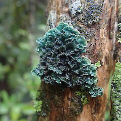 Corticolous on tree fuchsia, Oban Stewart Island.<br>Photographer: Marley Ford, Date taken: 16/04/2021, Licence: <a target='_blank' href='https://creativecommons.org/licenses/by-nc/4.0'>CC BY-NC</a>. <a class='member-message' href='/nzpcn/why-join-nzpcn/' target='_blank'>Members can view a larger version of this image.</a>