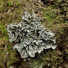 Terricolous on clay bank, Stoney Bay Coromandel.<br>Photographer: Marley Ford, Date taken: 05/09/2020, Licence: <a target='_blank' href='https://creativecommons.org/licenses/by-nc/4.0'>CC BY-NC</a>. <a class='member-message' href='/nzpcn/why-join-nzpcn/' target='_blank'>Members can view a larger version of this image.</a>