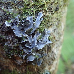 Corticolous, Kepa Bush Auckland.<br>Photographer: Marley Ford, Date taken: 14/10/2021, Licence: <a target='_blank' href='https://creativecommons.org/licenses/by-nc/4.0'>CC BY-NC</a>. <a class='member-message' href='/nzpcn/why-join-nzpcn/' target='_blank'>Members can view a larger version of this image.</a>