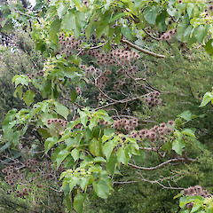Te Paki.<br>Photographer: Jeremy R. Rolfe, Date taken: 24/09/2014, Licence: <a target='_blank' href='https://creativecommons.org/licenses/by/4.0'>CC BY</a>.