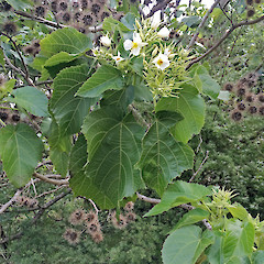 Te Paki.<br>Photographer: Jeremy R. Rolfe, Date taken: 24/09/2014, Licence: <a target='_blank' href='https://creativecommons.org/licenses/by/4.0'>CC BY</a>.