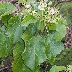 Te Paki.<br>Photographer: Jeremy R. Rolfe, Date taken: 24/09/2014, Licence: <a target='_blank' href='https://creativecommons.org/licenses/by/4.0'>CC BY</a>.