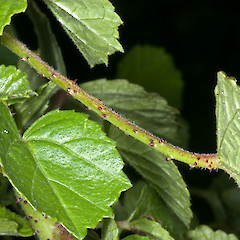 Prickles and hairs on petioles and stems. Te Paki.<br>Photographer: Jeremy R. Rolfe, Date taken: 07/11/2007, Licence: <a target='_blank' href='https://creativecommons.org/licenses/by/4.0'>CC BY</a>.