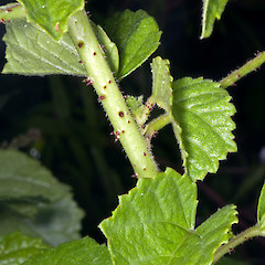 Prickles and hairs on stems and petioles. Te Paki.<br>Photographer: Jeremy R. Rolfe, Date taken: 07/11/2007, Licence: <a target='_blank' href='https://creativecommons.org/licenses/by/4.0'>CC BY</a>.