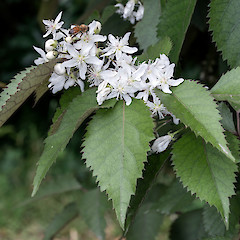 Planted. Hutt River Trail north of Stokes Valley, Lower Hutt.<br>Photographer: Jeremy R. Rolfe, Date taken: 29/02/2016, Licence: <a target='_blank' href='https://creativecommons.org/licenses/by/4.0'>CC BY</a>.