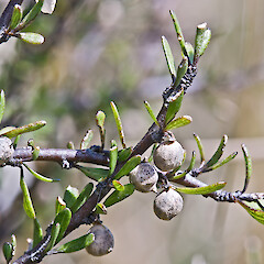 Fruit. Pauatahanui.<br>Photographer: Jeremy R. Rolfe, Date taken: 27/02/2012, Licence: <a target='_blank' href='https://creativecommons.org/licenses/by/4.0'>CC BY</a>. <a class='member-message' href='/nzpcn/why-join-nzpcn/' target='_blank'>Members can view a larger version of this image.</a>