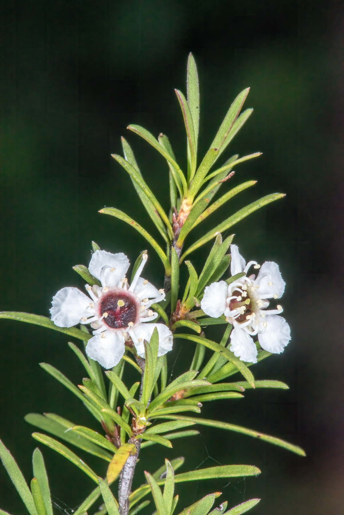 Kunzea ericoides • New Zealand Plant Conservation Network
