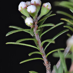 Moutohora, Bay of Plenty (from a specimen collected by Paul Cashmore).<br>Photographer: Jeremy R. Rolfe, Date taken: 13/02/2018, Licence: <a target='_blank' href='https://creativecommons.org/licenses/by/4.0'>CC BY</a>. <a class='member-message' href='/nzpcn/why-join-nzpcn/' target='_blank'>Members can view a larger version of this image.</a>