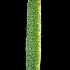 Adaxial surface of leaf. Moutohora, Bay of Plenty (from a specimen collected by Paul Cashmore).<br>Photographer: Jeremy R. Rolfe, Date taken: 16/02/2008, Licence: <a target='_blank' href='https://creativecommons.org/licenses/by/4.0'>CC BY</a>. <a class='member-message' href='/nzpcn/why-join-nzpcn/' target='_blank'>Members can view a larger version of this image.</a>