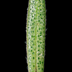 Abaxial surface of leaf. Moutohora, Bay of Plenty (from a specimen collected by Paul Cashmore).<br>Photographer: Jeremy R. Rolfe, Date taken: 16/02/2018, Licence: <a target='_blank' href='https://creativecommons.org/licenses/by/4.0'>CC BY</a>. <a class='member-message' href='/nzpcn/why-join-nzpcn/' target='_blank'>Members can view a larger version of this image.</a>