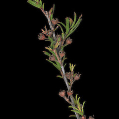 Fruit. Moutohora, Bay of Plenty (from a specimen collected by Paul Cashmore).<br>Photographer: Jeremy R. Rolfe, Date taken: 17/02/2018, Licence: <a target='_blank' href='https://creativecommons.org/licenses/by/4.0'>CC BY</a>. <a class='member-message' href='/nzpcn/why-join-nzpcn/' target='_blank'>Members can view a larger version of this image.</a>