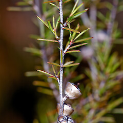 Kopouatai Peat Dome, Hauraki Plains.<br>Photographer: Jeremy R. Rolfe, Date taken: 17/07/2007, Licence: <a target='_blank' href='https://creativecommons.org/licenses/by/4.0'>CC BY</a>. <a class='member-message' href='/nzpcn/why-join-nzpcn/' target='_blank'>Members can view a larger version of this image.</a>