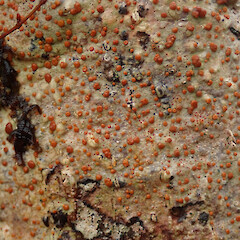 Coromandel.<br>Photographer: Melissa Hutchison, Date taken: 06/09/2020, Licence: <a target='_blank' href='https://creativecommons.org/licenses/by-nc/4.0'>CC BY-NC</a>. <a class='member-message' href='/nzpcn/why-join-nzpcn/' target='_blank'>Members can view a larger version of this image.</a>