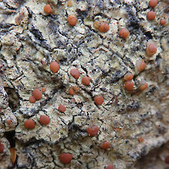 Stewart Island.<br>Photographer: Melissa Hutchison, Date taken: 20/04/2021, Licence: <a target='_blank' href='https://creativecommons.org/licenses/by-nc/4.0'>CC BY-NC</a>. <a class='member-message' href='/nzpcn/why-join-nzpcn/' target='_blank'>Members can view a larger version of this image.</a>