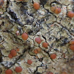 Stewart Island.<br>Photographer: Melissa Hutchison, Date taken: 20/04/2021, Licence: <a target='_blank' href='https://creativecommons.org/licenses/by-nc/4.0'>CC BY-NC</a>. <a class='member-message' href='/nzpcn/why-join-nzpcn/' target='_blank'>Members can view a larger version of this image.</a>