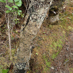 Stewart Island.<br>Photographer: Melissa Hutchison, Date taken: 20/04/2021, Licence: <a target='_blank' href='https://creativecommons.org/licenses/by-nc/4.0'>CC BY-NC</a>. <a class='member-message' href='/nzpcn/why-join-nzpcn/' target='_blank'>Members can view a larger version of this image.</a>