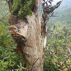 Coromandel.<br>Photographer: Marley Ford, Licence: <a target='_blank' href='https://creativecommons.org/licenses/by-nc/4.0'>CC BY-NC</a>. <a class='member-message' href='/nzpcn/why-join-nzpcn/' target='_blank'>Members can view a larger version of this image.</a>