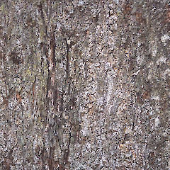 Bark texture. Remutaka Range.<br>Photographer: Jeremy R. Rolfe, Date taken: 16/05/2002, Licence: <a target='_blank' href='https://creativecommons.org/licenses/by/4.0'>CC BY</a>.