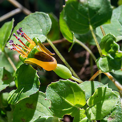 In cultivation.<br>Photographer: Jeremy R. Rolfe, Date taken: 05/03/2016, Licence: <a target='_blank' href='https://creativecommons.org/licenses/by/4.0'>CC BY</a>.