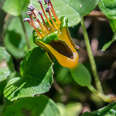 In cultivation.<br>Photographer: Jeremy R. Rolfe, Date taken: 05/03/2016, Licence: <a target='_blank' href='https://creativecommons.org/licenses/by/4.0'>CC BY</a>.