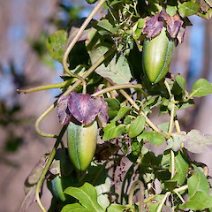 Immature fruit. Hutt River Trail near Belmont, Lower Hutt.<br>Photographer: Jeremy R. Rolfe, Date taken: 29/07/2012, Licence: <a target='_blank' href='https://creativecommons.org/licenses/by/4.0'>CC BY</a>.