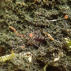 Corticolous in broadleaf forest, Hokianga Northland.<br>Photographer: Marley Ford, Date taken: 26/12/2019, Licence: <a target='_blank' href='https://creativecommons.org/licenses/by-nc/4.0'>CC BY-NC</a>. <a class='member-message' href='/nzpcn/why-join-nzpcn/' target='_blank'>Members can view a larger version of this image.</a>