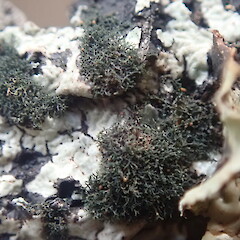 Growing on Noroparmelia testacea, Hokianga Northland.<br>Photographer: Marley Ford, Date taken: 03/04/2021, Licence: <a target='_blank' href='https://creativecommons.org/licenses/by-nc/4.0'>CC BY-NC</a>. <a class='member-message' href='/nzpcn/why-join-nzpcn/' target='_blank'>Members can view a larger version of this image.</a>