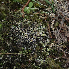 Terricolous, Hunua Auckland.<br>Photographer: Marley Ford, Date taken: 31/07/2021, Licence: <a target='_blank' href='https://creativecommons.org/licenses/by-nc/4.0'>CC BY-NC</a>. <a class='member-message' href='/nzpcn/why-join-nzpcn/' target='_blank'>Members can view a larger version of this image.</a>