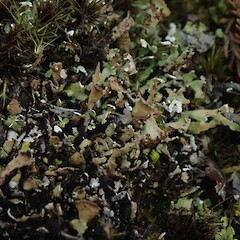 Terricolous, Hunua Auckland.<br>Photographer: Marley Ford, Date taken: 31/07/2021, Licence: <a target='_blank' href='https://creativecommons.org/licenses/by-nc/4.0'>CC BY-NC</a>. <a class='member-message' href='/nzpcn/why-join-nzpcn/' target='_blank'>Members can view a larger version of this image.</a>
