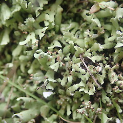 Terricolous, Mount Roskill Auckland.<br>Photographer: Marley Ford, Date taken: 31/10/2021, Licence: <a target='_blank' href='https://creativecommons.org/licenses/by-nc/4.0'>CC BY-NC</a>. <a class='member-message' href='/nzpcn/why-join-nzpcn/' target='_blank'>Members can view a larger version of this image.</a>