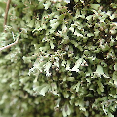 Terricolous, Hunua Auckland.<br>Photographer: Marley Ford, Date taken: 31/10/2021, Licence: <a target='_blank' href='https://creativecommons.org/licenses/by-nc/4.0'>CC BY-NC</a>. <a class='member-message' href='/nzpcn/why-join-nzpcn/' target='_blank'>Members can view a larger version of this image.</a>