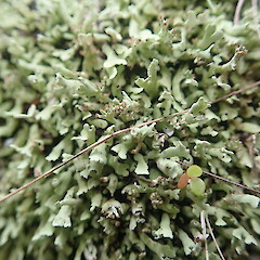 Cladonia neozelandica var. neozelandica