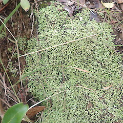 Terricolous, Hunua Auckland.<br>Photographer: Marley Ford, Date taken: 31/10/2021, Licence: <a target='_blank' href='https://creativecommons.org/licenses/by-nc/4.0'>CC BY-NC</a>. <a class='member-message' href='/nzpcn/why-join-nzpcn/' target='_blank'>Members can view a larger version of this image.</a>