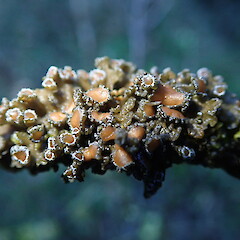 Physma chilense