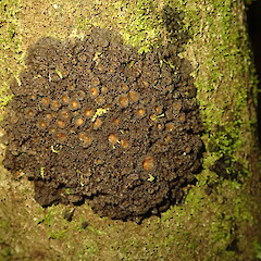 Corticolous, Kaweka’s Hawkes Bay.<br>Photographer: Marley Ford, Date taken: 15/07/2020, Licence: <a target='_blank' href='https://creativecommons.org/licenses/by-nc/4.0'>CC BY-NC</a>. <a class='member-message' href='/nzpcn/why-join-nzpcn/' target='_blank'>Members can view a larger version of this image.</a>