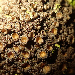 Corticolous, Kaweka’s Hawkes Bay.<br>Photographer: Marley Ford, Date taken: 15/07/2020, Licence: <a target='_blank' href='https://creativecommons.org/licenses/by-nc/4.0'>CC BY-NC</a>. <a class='member-message' href='/nzpcn/why-join-nzpcn/' target='_blank'>Members can view a larger version of this image.</a>