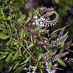 In cultivation.<br>Photographer: Jeremy R. Rolfe, Date taken: 28/02/2009, Licence: <a target='_blank' href='https://creativecommons.org/licenses/by/4.0'>CC BY</a>. <a class='member-message' href='/nzpcn/why-join-nzpcn/' target='_blank'>Members can view a larger version of this image.</a>