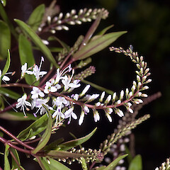 In cultivation.<br>Photographer: Jeremy R. Rolfe, Date taken: 28/02/2009, Licence: <a target='_blank' href='https://creativecommons.org/licenses/by/4.0'>CC BY</a>. <a class='member-message' href='/nzpcn/why-join-nzpcn/' target='_blank'>Members can view a larger version of this image.</a>