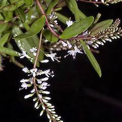 In cultivation.<br>Photographer: Jeremy R. Rolfe, Date taken: 28/02/2009, Licence: <a target='_blank' href='https://creativecommons.org/licenses/by/4.0'>CC BY</a>. <a class='member-message' href='/nzpcn/why-join-nzpcn/' target='_blank'>Members can view a larger version of this image.</a>