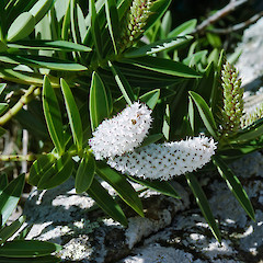 Rangitira (South East Island), Chatham Islands.<br>Photographer: Jeremy R. Rolfe, Date taken: 06/02/1985, Licence: <a target='_blank' href='https://creativecommons.org/licenses/by/4.0'>CC BY</a>.