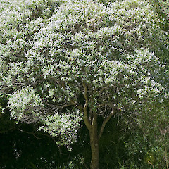 Korokoro Stream, Lower Hutt.<br>Photographer: Jeremy R. Rolfe, Date taken: 10/01/2011, Licence: <a target='_blank' href='https://creativecommons.org/licenses/by/4.0'>CC BY</a>.