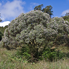 Central North Island.<br>Photographer: Jeremy R. Rolfe, Date taken: 18/01/2009, Licence: <a target='_blank' href='https://creativecommons.org/licenses/by/4.0'>CC BY</a>.