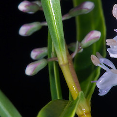 No sinus at base of leaf bud. Central North Island.<br>Photographer: Jeremy R. Rolfe, Date taken: 18/01/2009, Licence: <a target='_blank' href='https://creativecommons.org/licenses/by/4.0'>CC BY</a>.