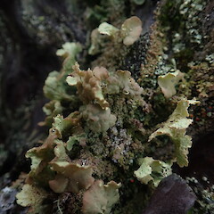 Thysanothecium scutellatum