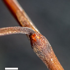 Stipule. In cultivation.<br>Photographer: Jeremy R. Rolfe, Date taken: 28/12/2014, Licence: <a target='_blank' href='https://creativecommons.org/licenses/by/4.0'>CC BY</a>.