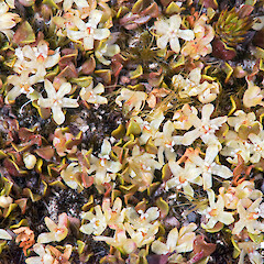 Pistillate flowers. Rangipo Desert.<br>Photographer: Jeremy R. Rolfe, Date taken: 28/11/2014, Licence: <a target='_blank' href='https://creativecommons.org/licenses/by/4.0'>CC BY</a>. <a class='member-message' href='/nzpcn/why-join-nzpcn/' target='_blank'>Members can view a larger version of this image.</a>