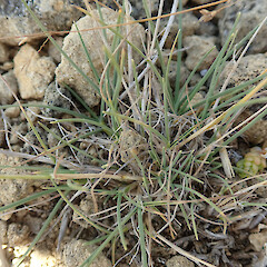 Photographer: Melissa Hutchison, Date taken: 25/01/2022, Licence: <a target='_blank' href='https://creativecommons.org/licenses/by-nc/4.0'>CC BY-NC</a>. <a class='member-message' href='/nzpcn/why-join-nzpcn/' target='_blank'>Members can view a larger version of this image.</a>