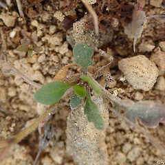 Photographer: Melissa Hutchison, Date taken: 25/01/2022, Licence: <a target='_blank' href='https://creativecommons.org/licenses/by-nc/4.0'>CC BY-NC</a>. <a class='member-message' href='/nzpcn/why-join-nzpcn/' target='_blank'>Members can view a larger version of this image.</a>
