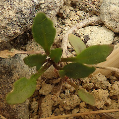 Photographer: Melissa Hutchison, Date taken: 25/01/2022, Licence: <a target='_blank' href='https://creativecommons.org/licenses/by-nc/4.0'>CC BY-NC</a>. <a class='member-message' href='/nzpcn/why-join-nzpcn/' target='_blank'>Members can view a larger version of this image.</a>